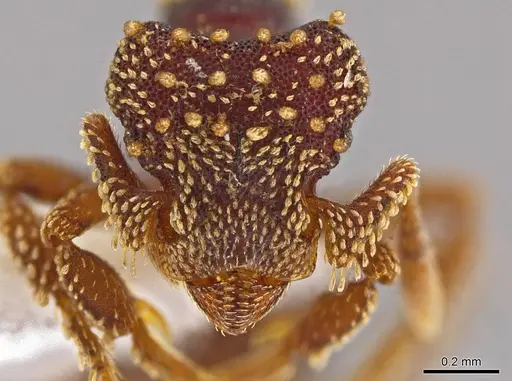 Eurhopalothrix hunhau specimen CASENT0614549 image casent0614549_2