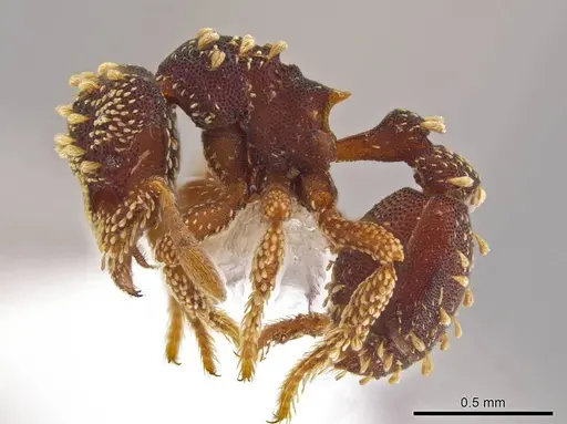 Eurhopalothrix hunhau specimen CASENT0614549 image casent0614549_3