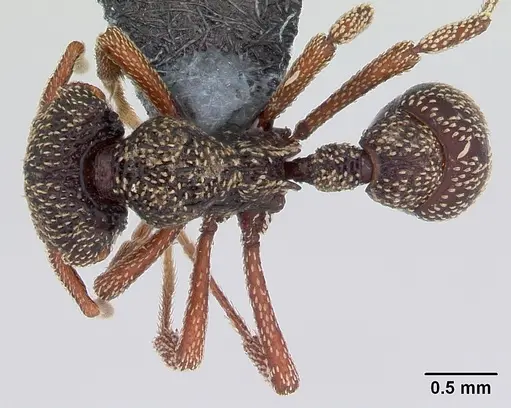 Eurhopalothrix insidiatrix specimen CASENT0171052 image casent0171052_1