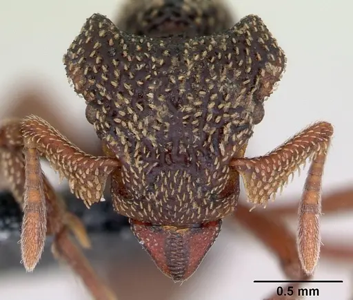 Eurhopalothrix insidiatrix specimen CASENT0171052 image casent0171052_2