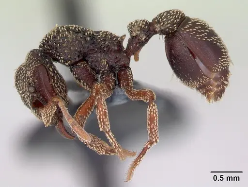 Eurhopalothrix insidiatrix specimen CASENT0171052 image casent0171052_3