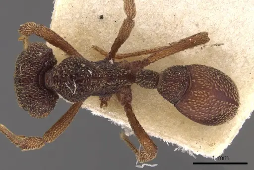 Eurhopalothrix insidiatrix specimen CASENT0900935 image casent0900935_1