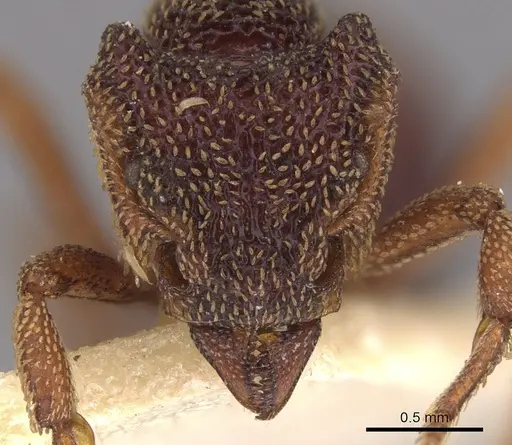 Eurhopalothrix insidiatrix specimen CASENT0900935 image casent0900935_2