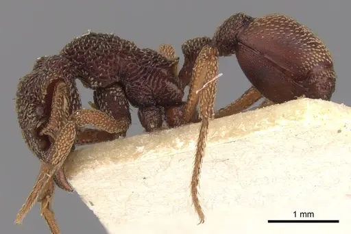 Eurhopalothrix insidiatrix specimen CASENT0900935 image casent0900935_3