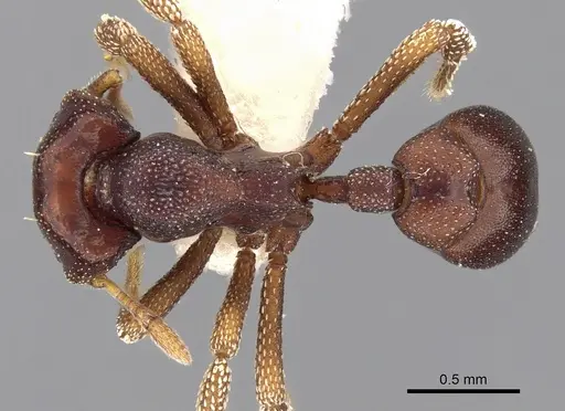 Eurhopalothrix isabellae specimen CASENT0280772 image casent0280772_1