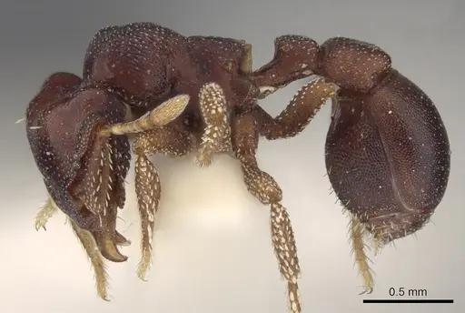 Eurhopalothrix isabellae specimen CASENT0280772 image casent0280772_3