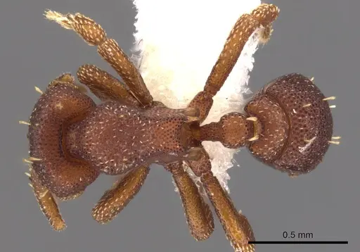 Eurhopalothrix jennya specimen CASENT0900937 image casent0900937_1