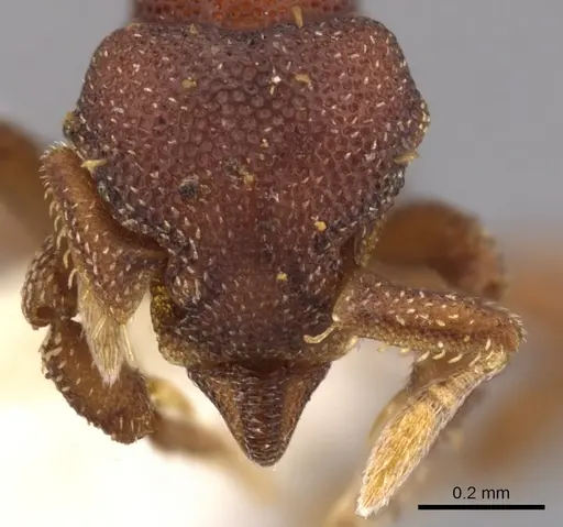 Eurhopalothrix jennya specimen CASENT0900937 image casent0900937_2