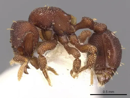 Eurhopalothrix jennya specimen CASENT0900937 image casent0900937_3