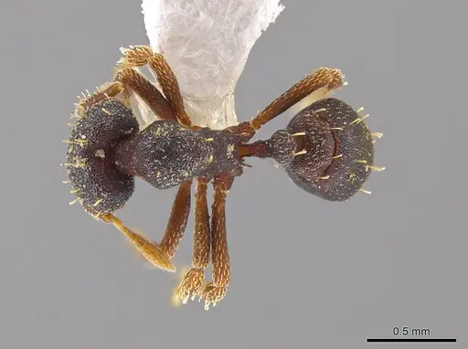Eurhopalothrix mabuya specimen CASENT0630049 image casent0630049_1