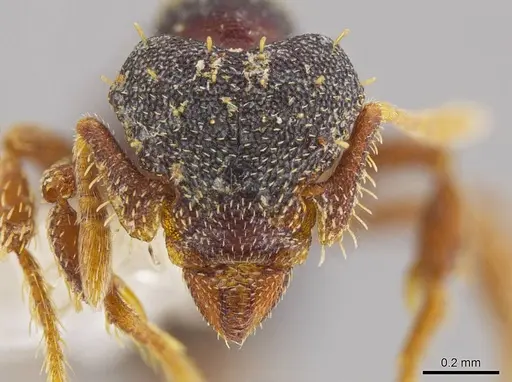 Eurhopalothrix mabuya specimen CASENT0630049 image casent0630049_2