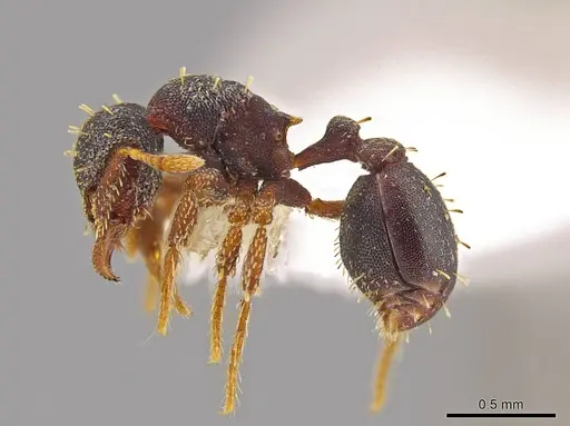 Eurhopalothrix mabuya specimen CASENT0630049 image casent0630049_3