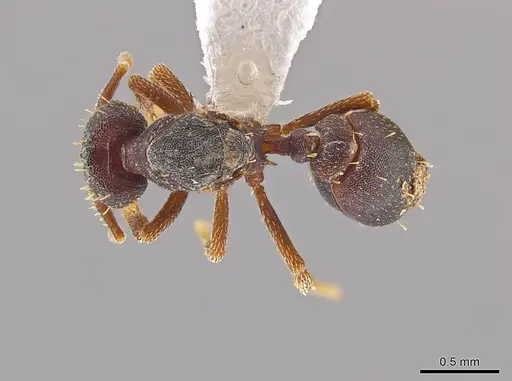 Eurhopalothrix mabuya specimen CASENT0630055 image casent0630055_1