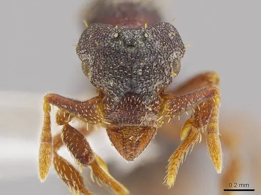 Eurhopalothrix mabuya specimen CASENT0630055 image casent0630055_2