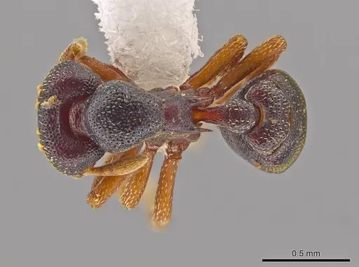 Eurhopalothrix machaquila specimen CASENT0614288 image casent0614288_1