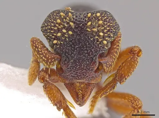 Eurhopalothrix machaquila specimen CASENT0614288 image casent0614288_2
