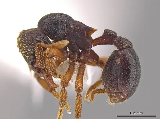 Eurhopalothrix machaquila specimen CASENT0614288 image casent0614288_3