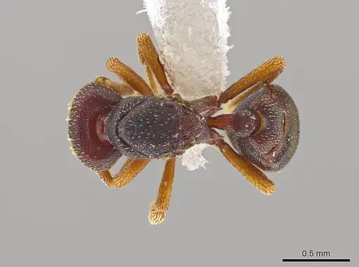 Eurhopalothrix machaquila specimen CASENT0614311 image casent0614311_1