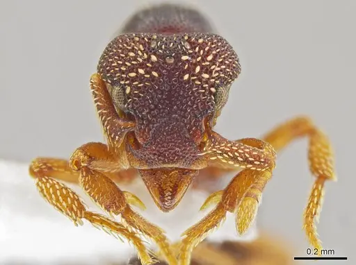Eurhopalothrix machaquila specimen CASENT0614311 image casent0614311_2