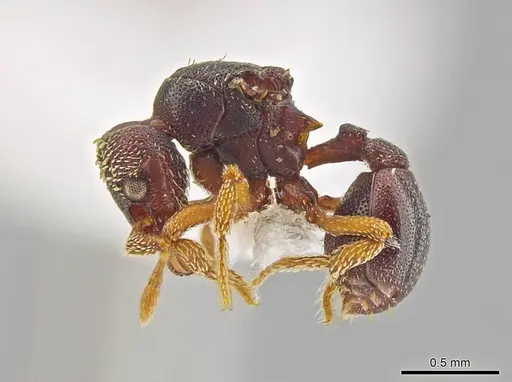 Eurhopalothrix machaquila specimen CASENT0614311 image casent0614311_3