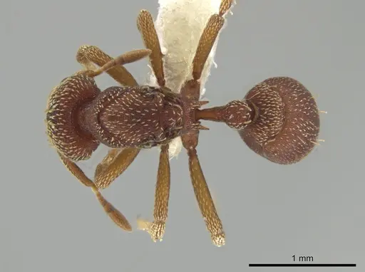Eurhopalothrix megalops specimen CASENT0648455 image casent0648455_1