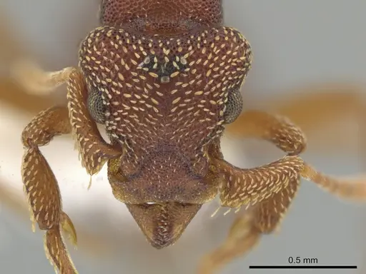 Eurhopalothrix megalops specimen CASENT0648455 image casent0648455_2