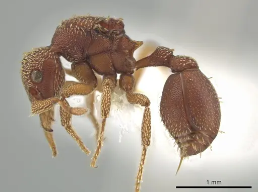 Eurhopalothrix megalops specimen CASENT0648455 image casent0648455_3