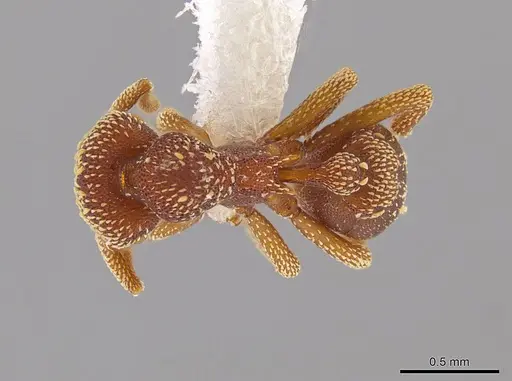Eurhopalothrix megalops specimen JTLC000003555 image jtlc000003555_1