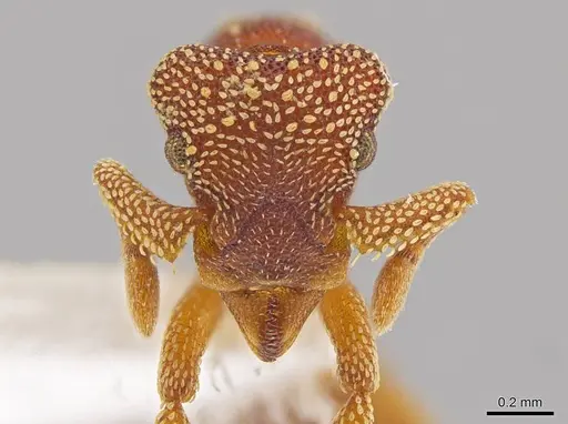 Eurhopalothrix megalops specimen JTLC000003555 image jtlc000003555_2