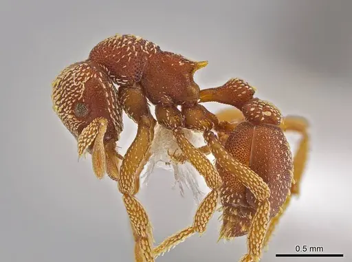 Eurhopalothrix megalops specimen JTLC000003555 image jtlc000003555_3