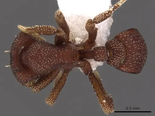 Eurhopalothrix omnivaga specimen CASENT0900936 image casent0900936_1