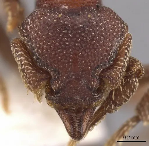 Eurhopalothrix omnivaga specimen CASENT0900936 image casent0900936_2