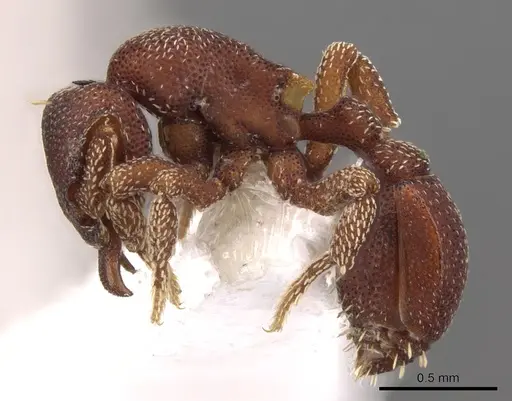 Eurhopalothrix omnivaga specimen CASENT0900936 image casent0900936_3