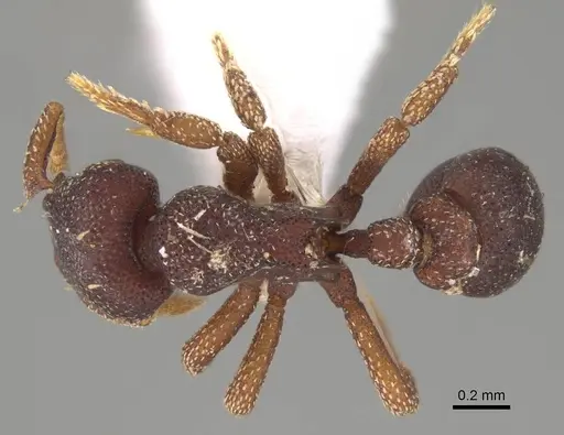 Eurhopalothrix omnivaga specimen CASENT0914906 image casent0914906_1