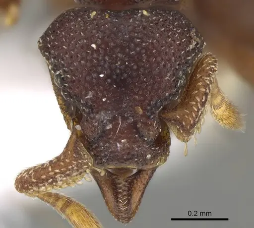 Eurhopalothrix omnivaga specimen CASENT0914906 image casent0914906_2