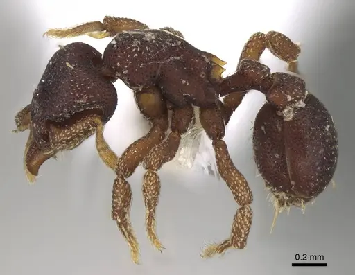 Eurhopalothrix omnivaga specimen CASENT0914906 image casent0914906_3
