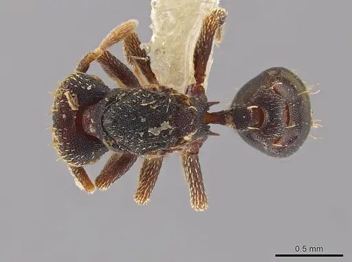 Eurhopalothrix ortizae specimen INBIOCRI001281341 image inbiocri001281341_1