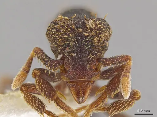 Eurhopalothrix ortizae specimen INBIOCRI001281341 image inbiocri001281341_2