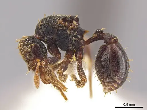 Eurhopalothrix ortizae specimen INBIOCRI001281341 image inbiocri001281341_3