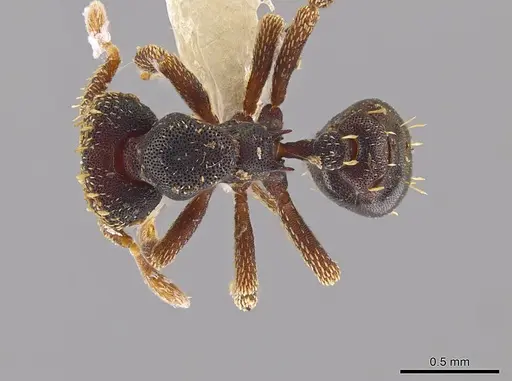 Eurhopalothrix ortizae specimen INBIOCRI001281342 image inbiocri001281342_1