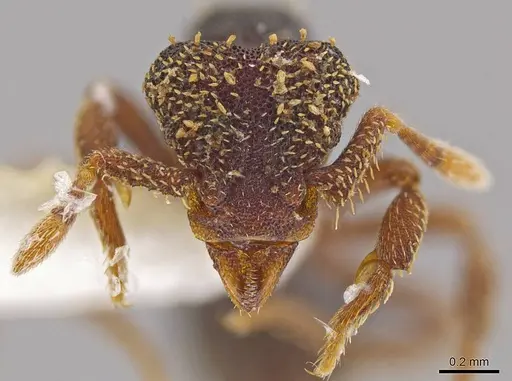 Eurhopalothrix ortizae specimen INBIOCRI001281342 image inbiocri001281342_2