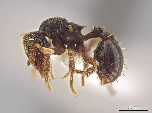 Eurhopalothrix ortizae specimen INBIOCRI001281342 image inbiocri001281342_3