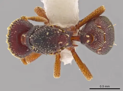 Eurhopalothrix oscillum specimen CASENT0624154 image casent0624154_1