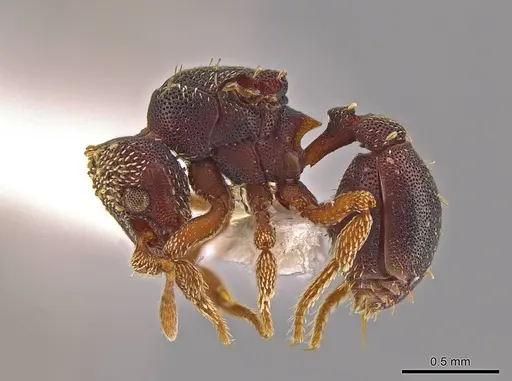 Eurhopalothrix oscillum specimen CASENT0624154 image casent0624154_3