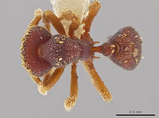 Eurhopalothrix oscillum specimen INBIOCRI001281403 image inbiocri001281403_1