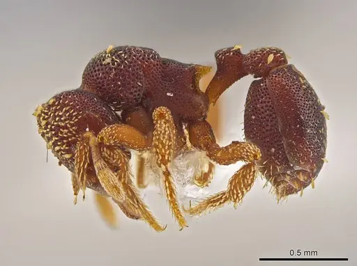 Eurhopalothrix oscillum specimen INBIOCRI001281403 image inbiocri001281403_3