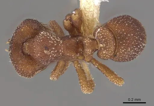 Eurhopalothrix papuana specimen CASENT0911130 image casent0911130_1