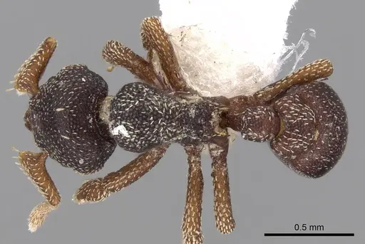 Eurhopalothrix philippina specimen CASENT0280776 image casent0280776_1