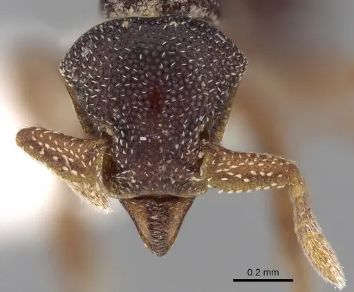 Eurhopalothrix philippina specimen CASENT0280776 image casent0280776_2
