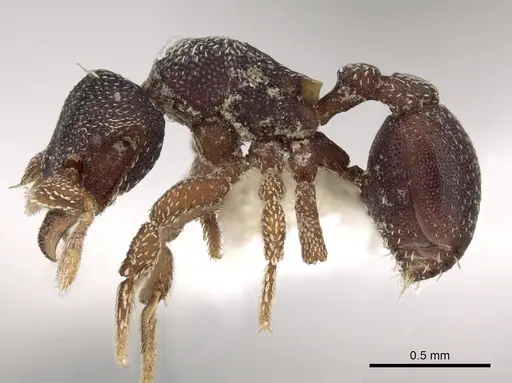 Eurhopalothrix philippina specimen CASENT0280776 image casent0280776_3